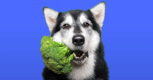 WHY BROCCOLI IS GOOD FOR DOGS: A HEALTHY TREAT FOR YOUR FURRY FRIEND