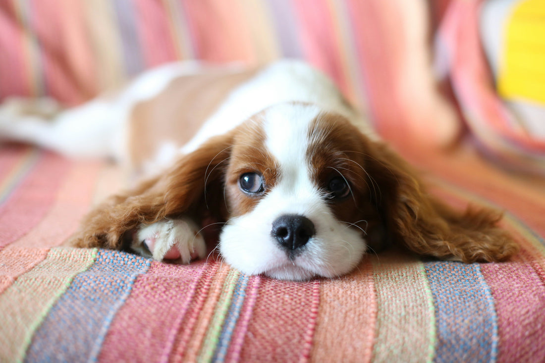 THE 10 COMMANDMENTS OF A HAIRY HOUSEMATE