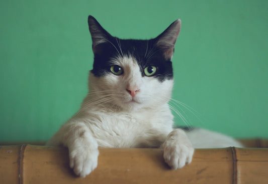WHY DOES MY CAT DO THAT? 5 STRANGE CAT BEHAVIORS EXPLAINED