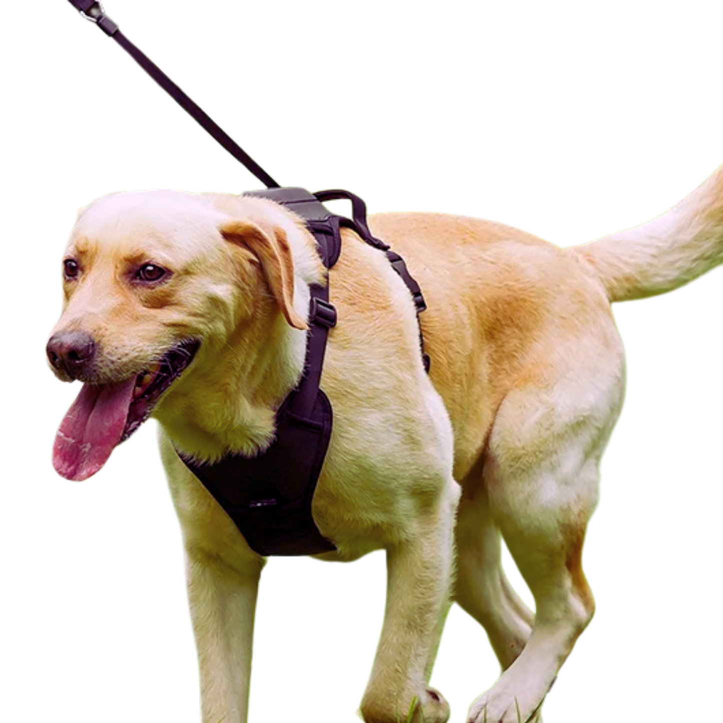 REELEASE™ 2-IN-1 DOG HARNESS