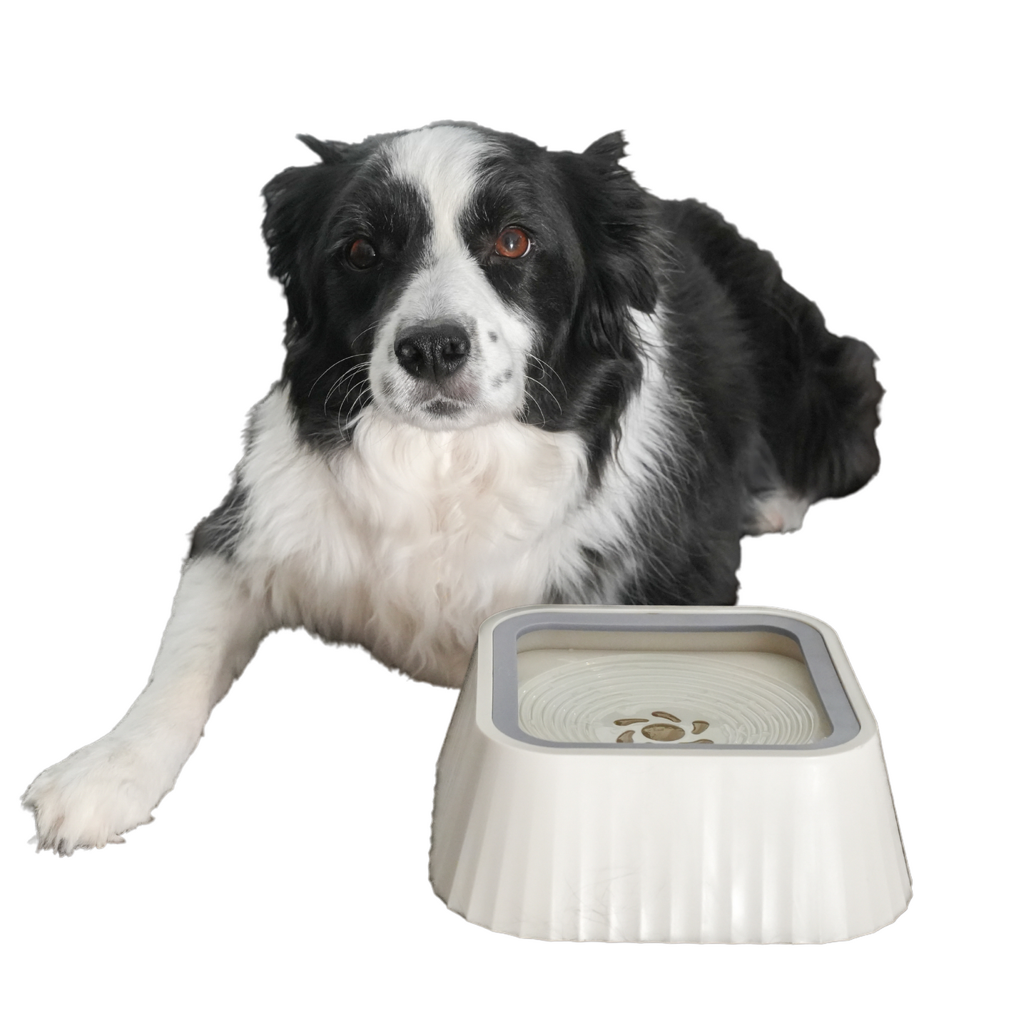SPLASH GUARD™ HYDRATION BOWL