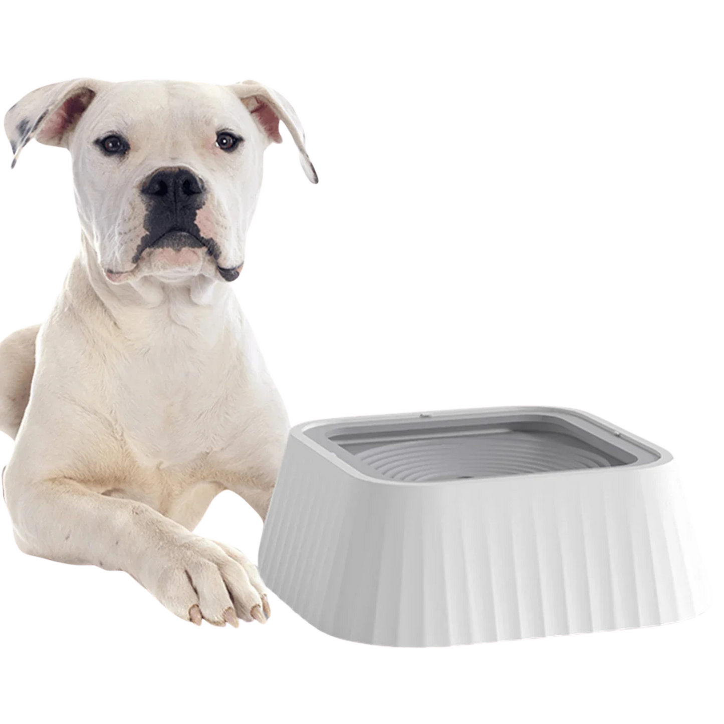 SPLASH GUARD™ HYDRATION BOWL