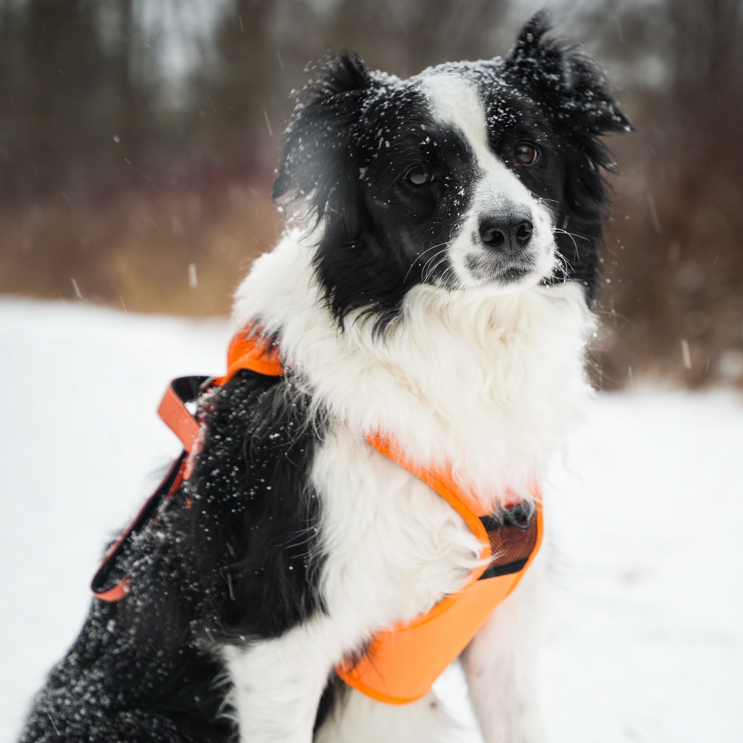 REELEASE™ 2-IN-1 DOG HARNESS