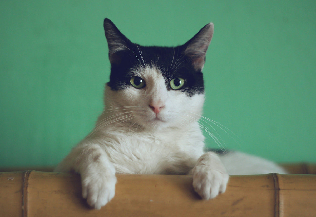 WHY DOES MY CAT DO THAT? 5 STRANGE CAT BEHAVIORS EXPLAINED