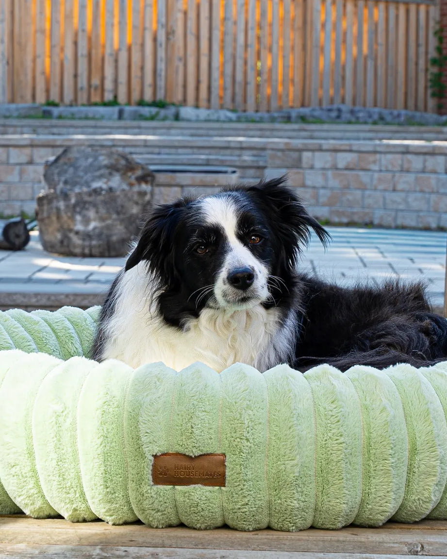 Toby the Border Collie resting on a Pistachio corduroy dog bed on a sunny deck
