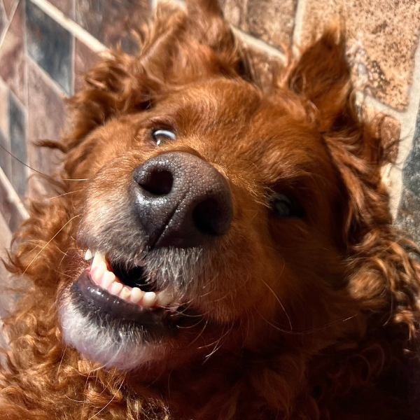 George, a golden Cocker Spaniel, mid-pant after a run