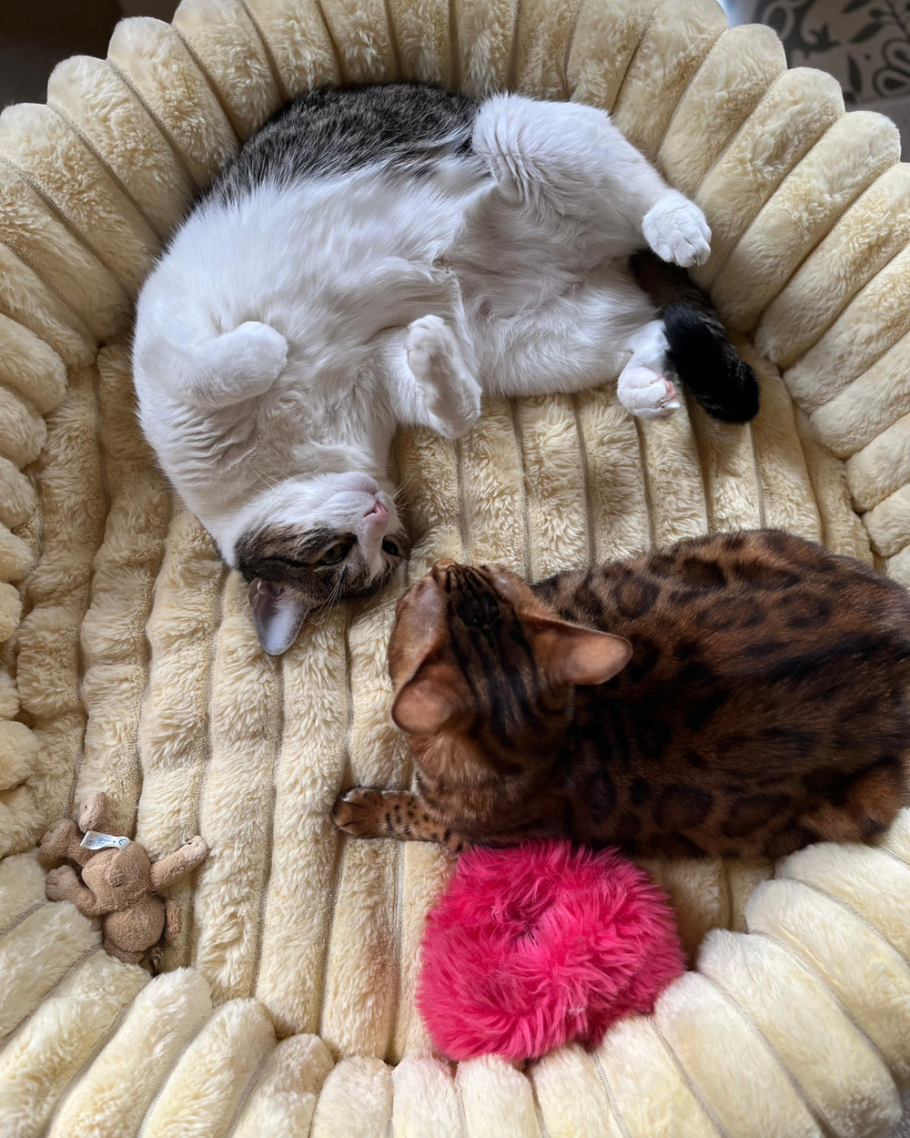 Nayarit and Chisquis the cats sharing a Butter corduroy dog bed