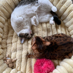 The Corduroy Dog Bed