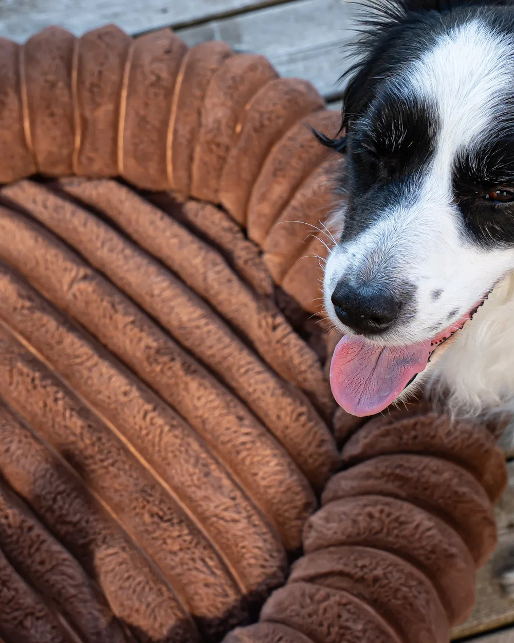 Close up of a Cocoa corduroy dog bed with Toby the Border Collie