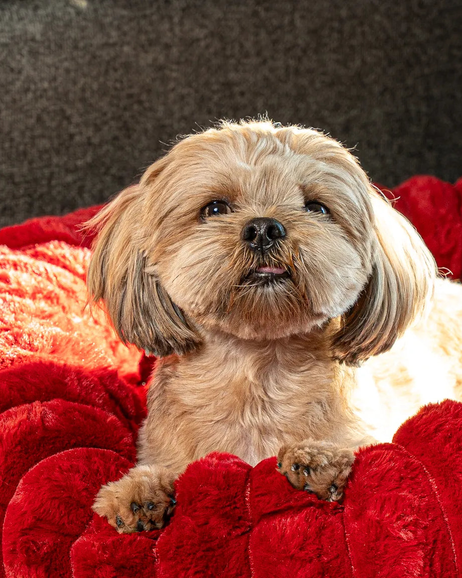 Dog sitting proudly on a Crimson corduroy dog bed