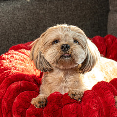 The Corduroy Dog Bed