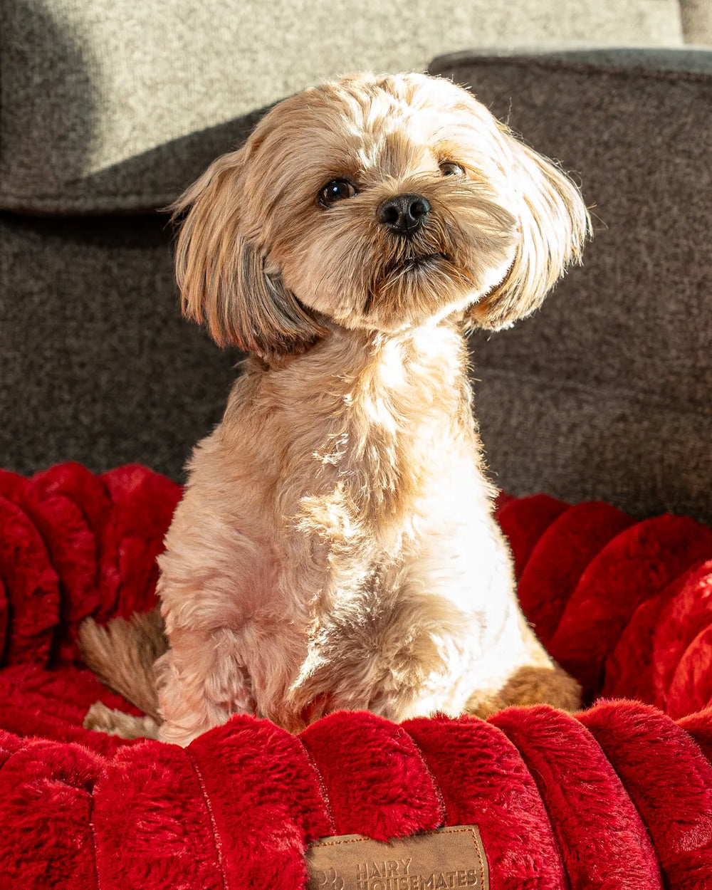 Dog sitting upright on a Crimson corduroy dog bed