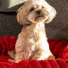 The Corduroy Dog Bed