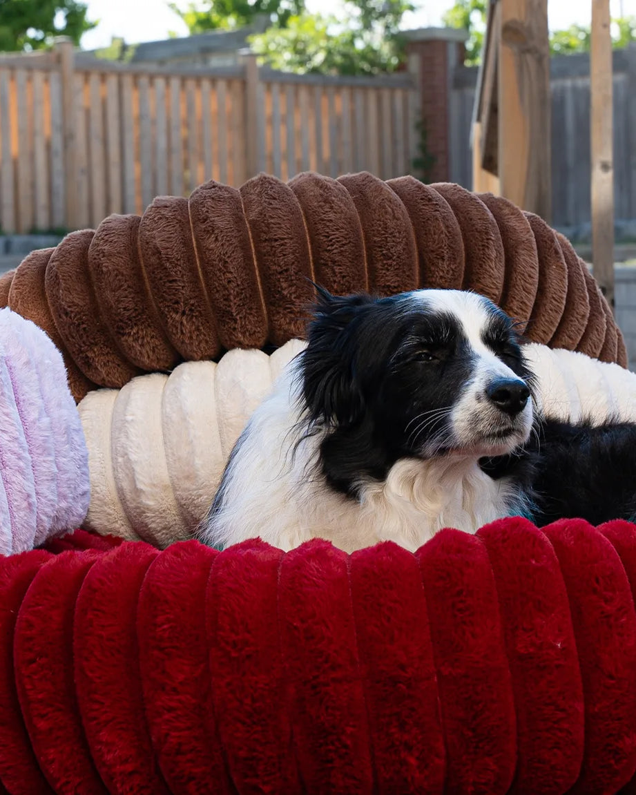 Toby guarding a stack of corduroy dog beds