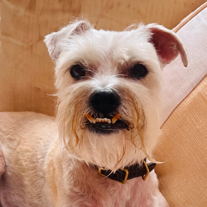 Fish, a blonde terrier, alert and ready