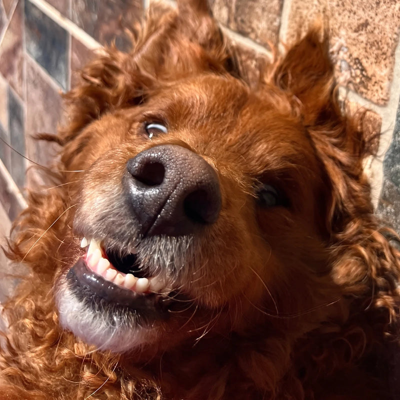 George, a red-brown Labradoodle, mid-pant after a run