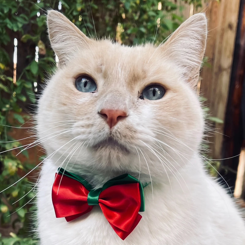 Jack the cat eyeing the camera, ears up, on duty
