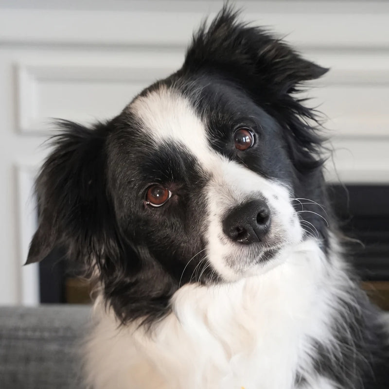 Toby, a black and white Border Collie, looking up at the camera