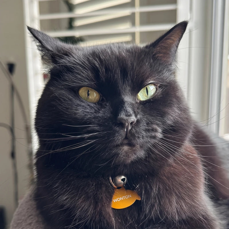 Wonton the studio cat sitting calmly, gazing off to one side