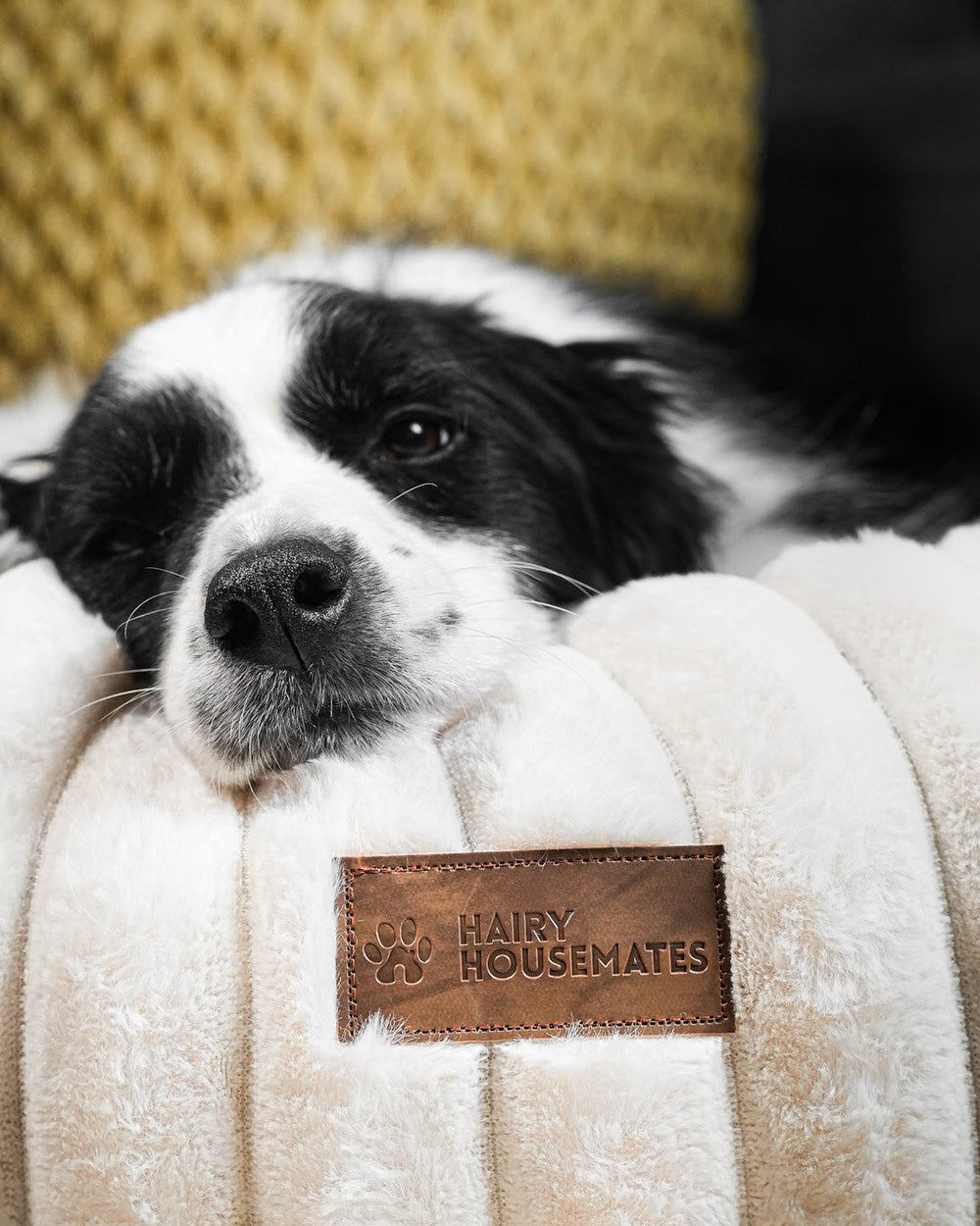 Close up of a Border Collie resting on an Ivory corduroy bed with the brand label visible