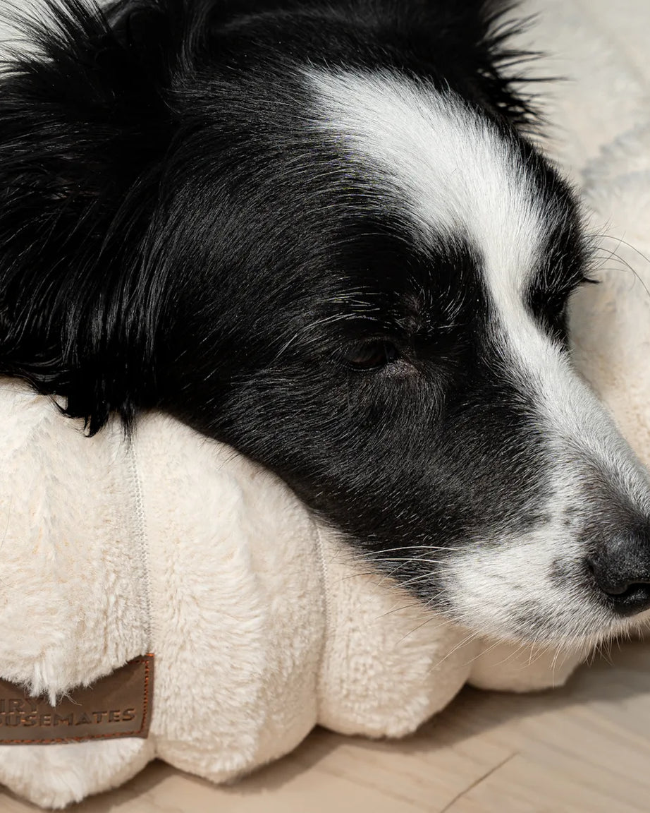 Dog asleep on an Ivory corduroy dog bed