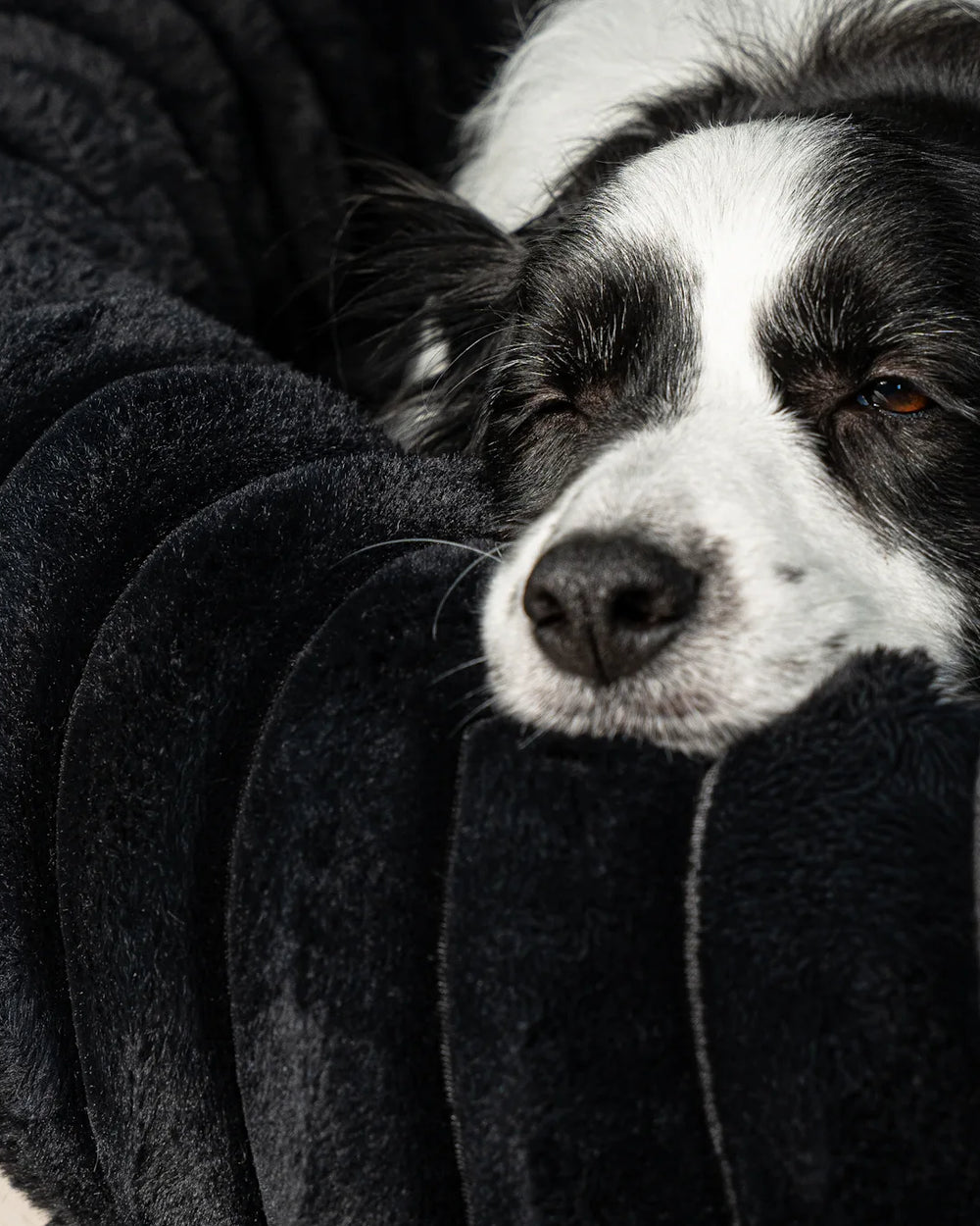 Dog curled up on an Onyx corduroy dog bed