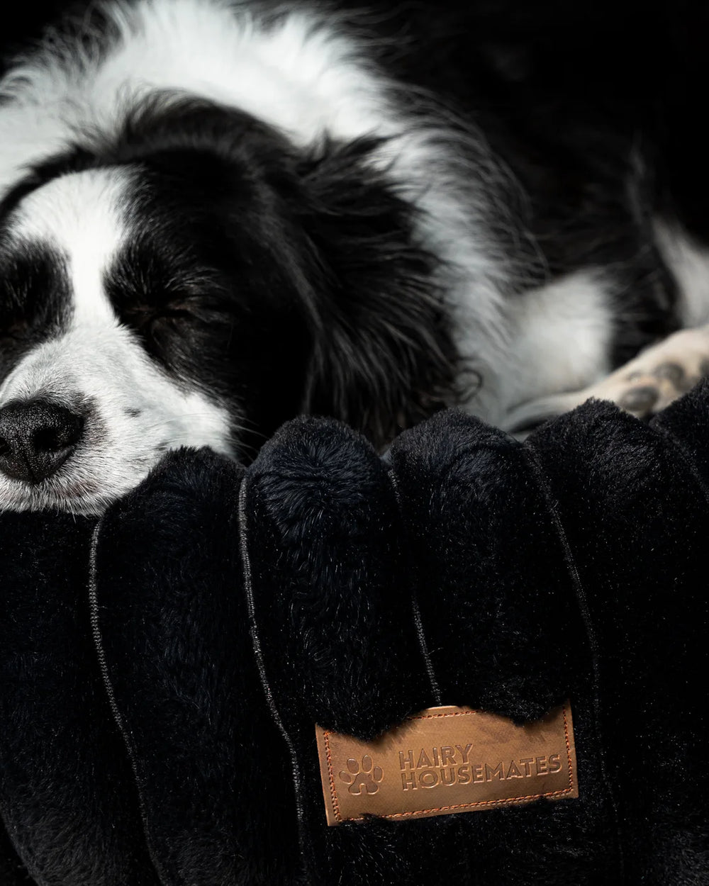 Toby dozing on an Onyx corduroy dog bed