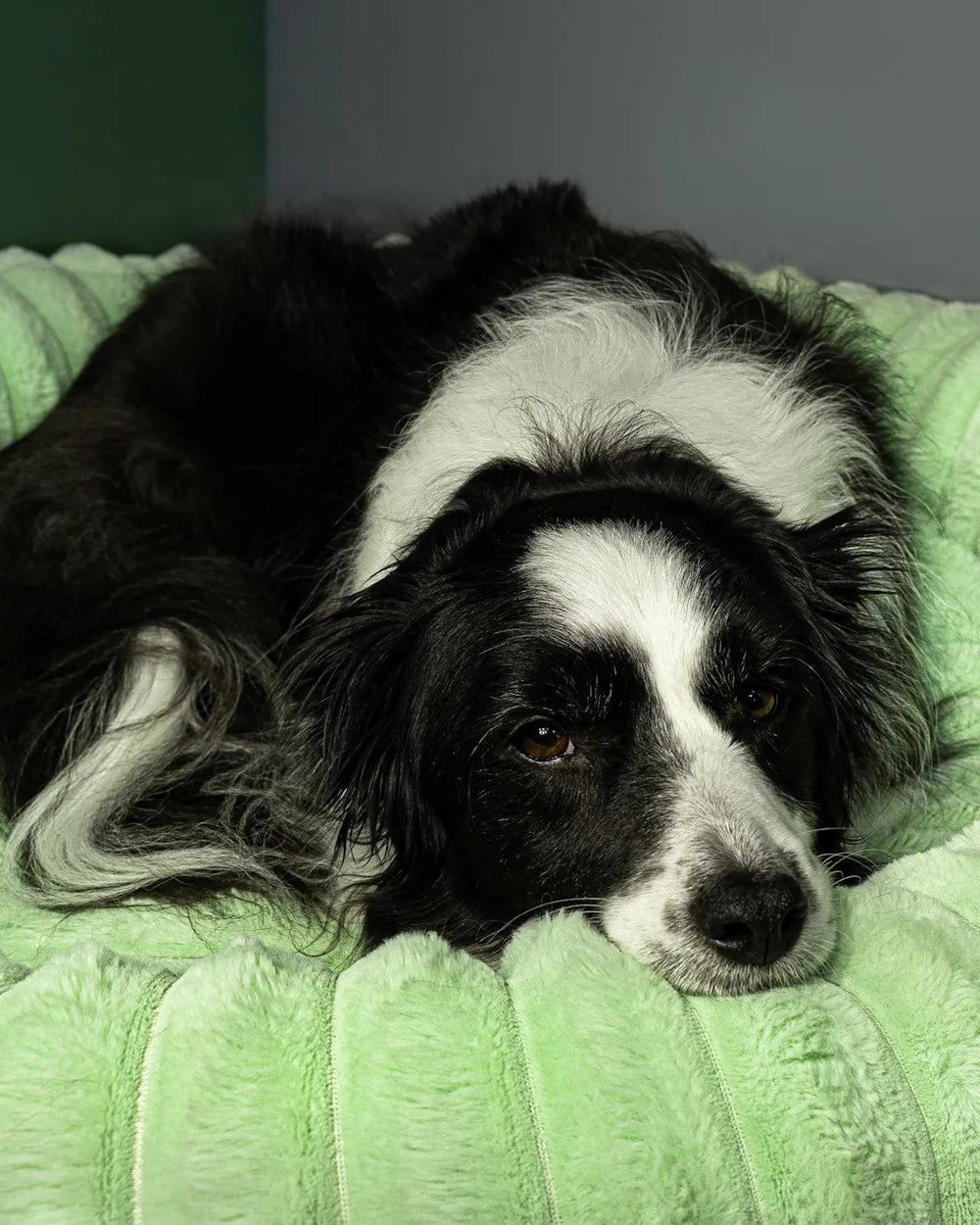 Dog resting on a Pistachio corduroy dog bed