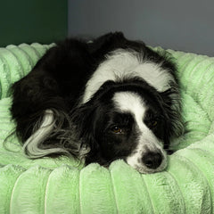 The Corduroy Dog Bed