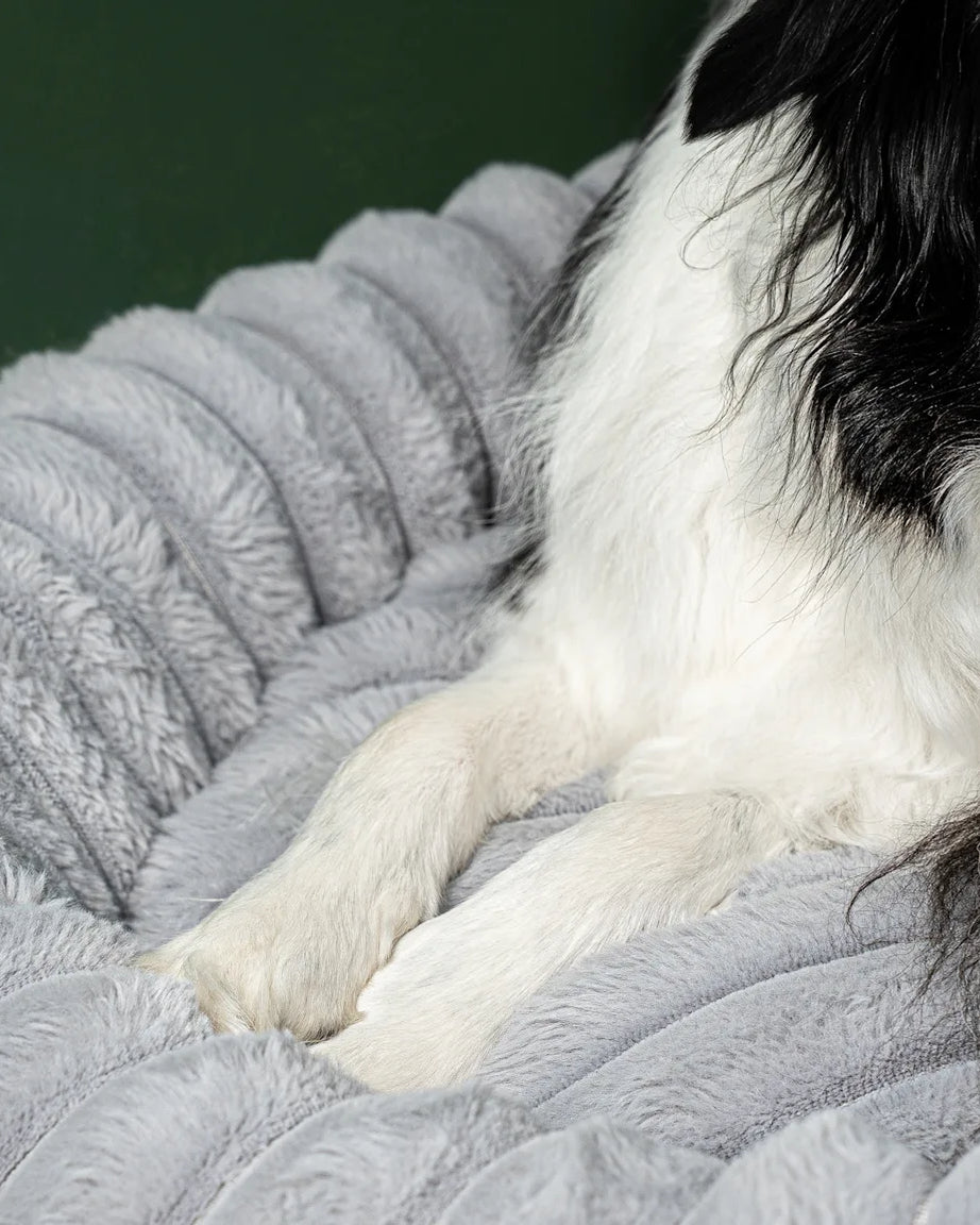 Dog resting on a Slate corduroy dog bed
