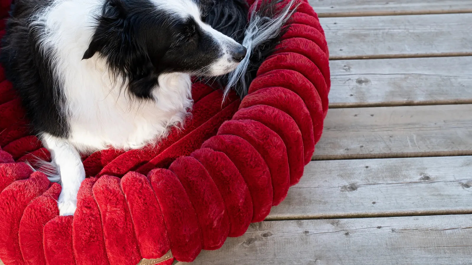 A border collie rests against the rolled edge of a crimson red corduroy dog bed