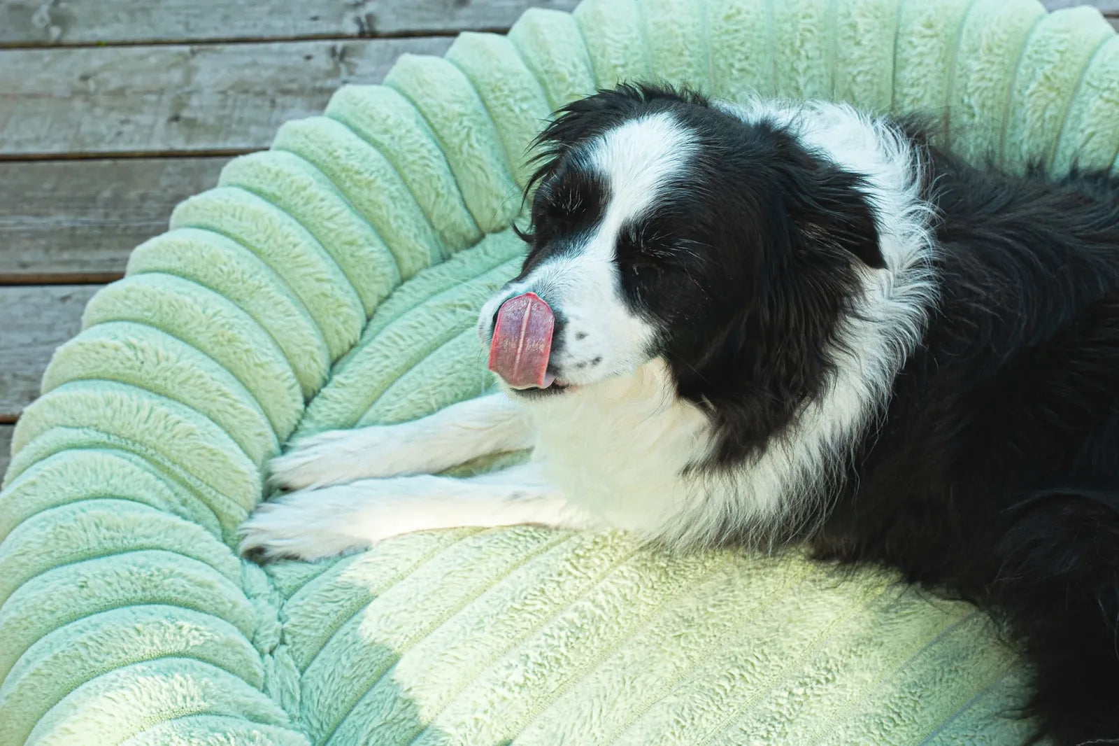 A border collie yawns as it settles into a pistachio green corduroy dog bed on a sunny deck