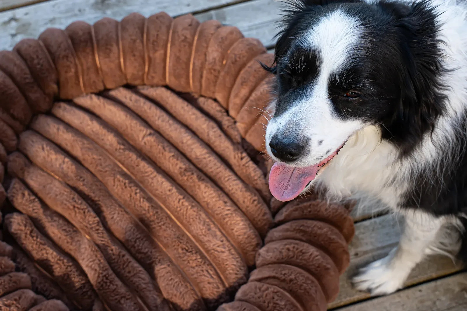 A border collie rests its chin on the soft ribbed edge of a cream corduroy dog bed in warm light
