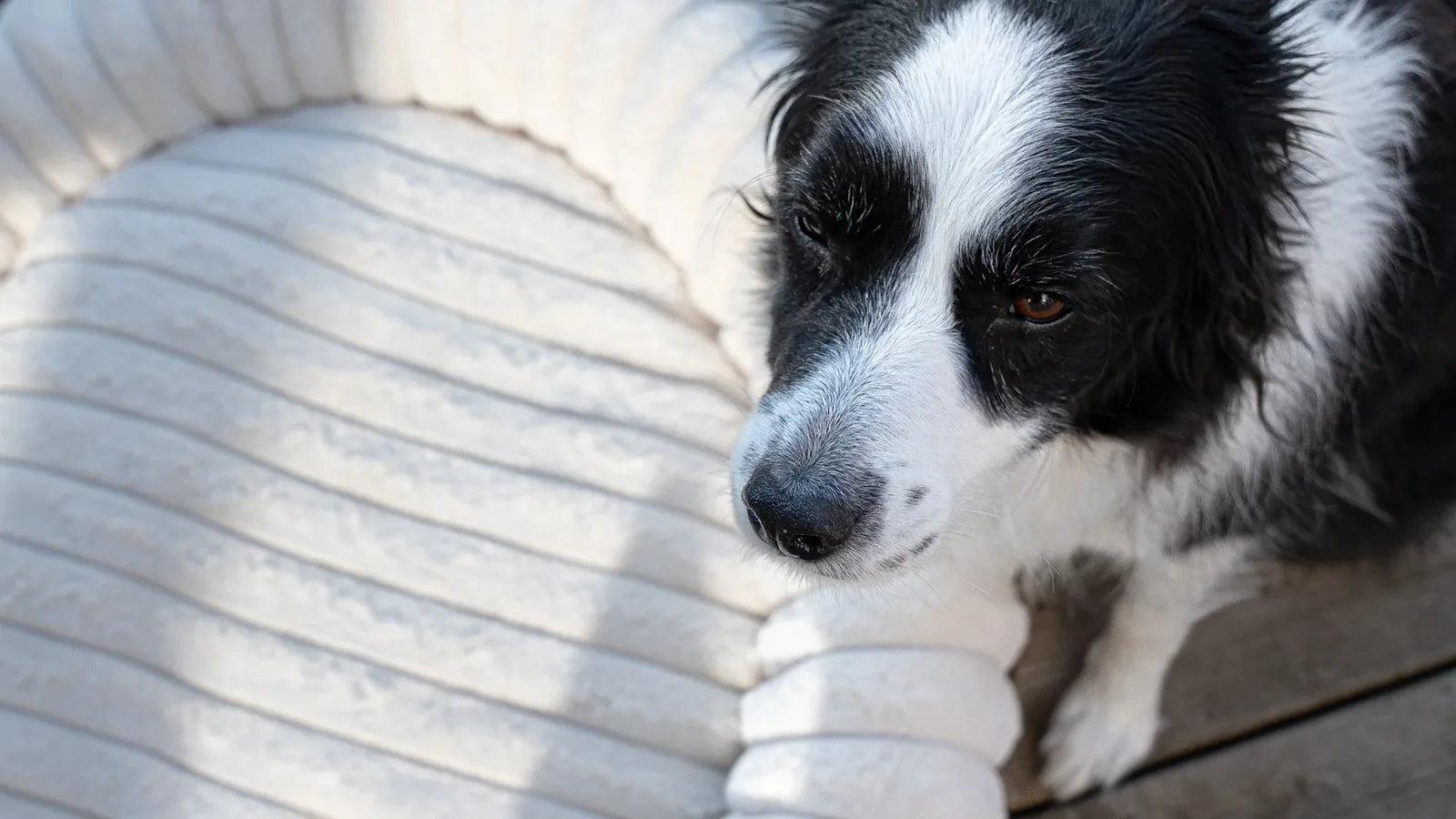 A happy border collie sits beside a cocoa brown corduroy dog bed on a deck