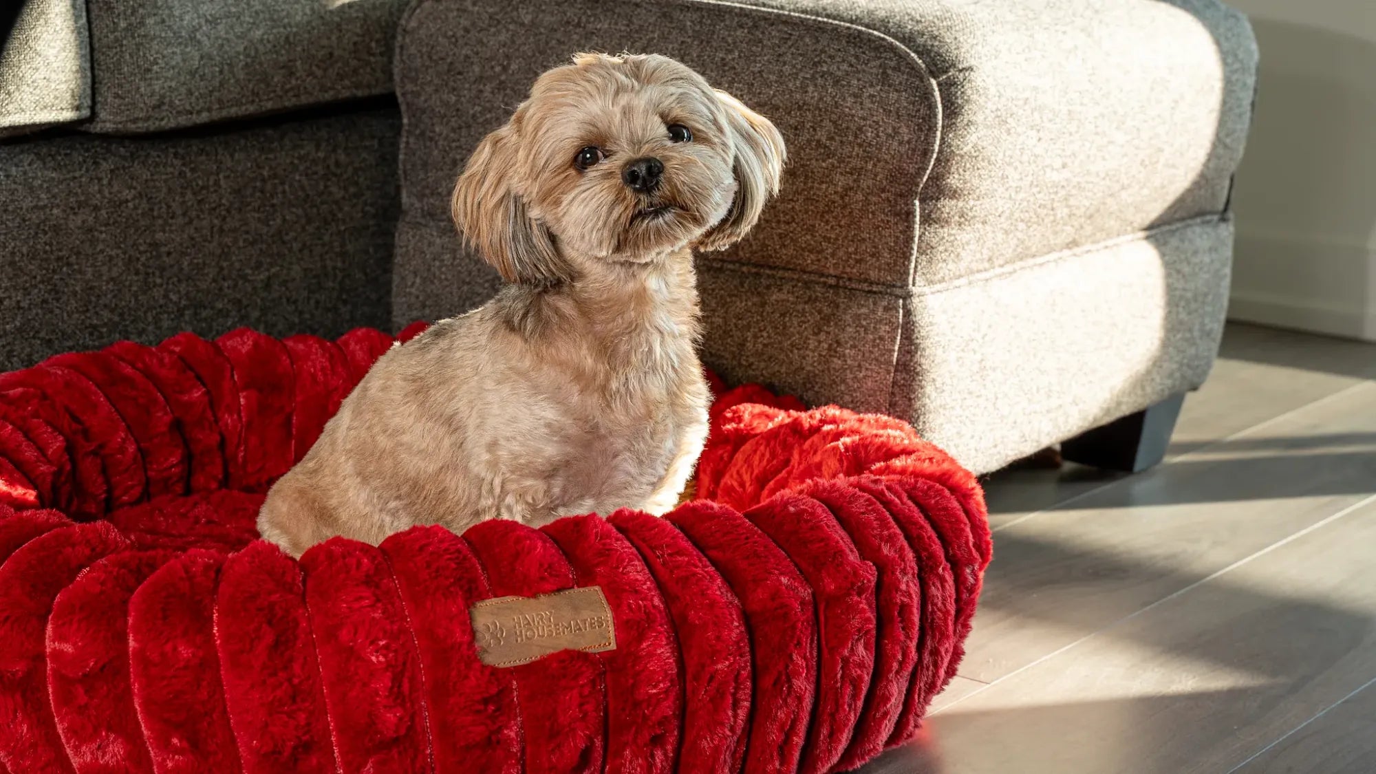 A small dog sitting upright in a crimson corduroy bed, beside a grey sofa in a bright living room