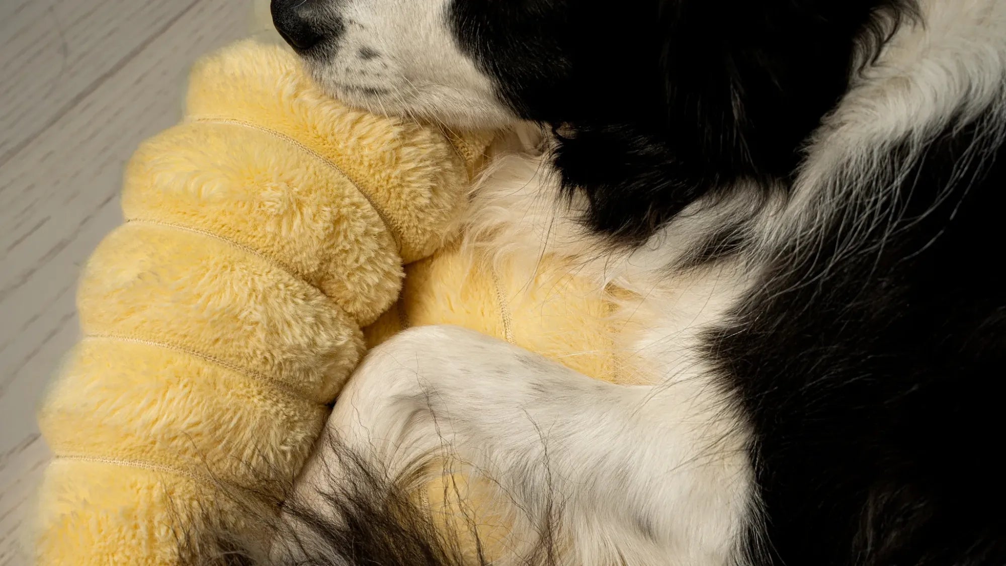 A border collie curled up against a Butter corduroy bed