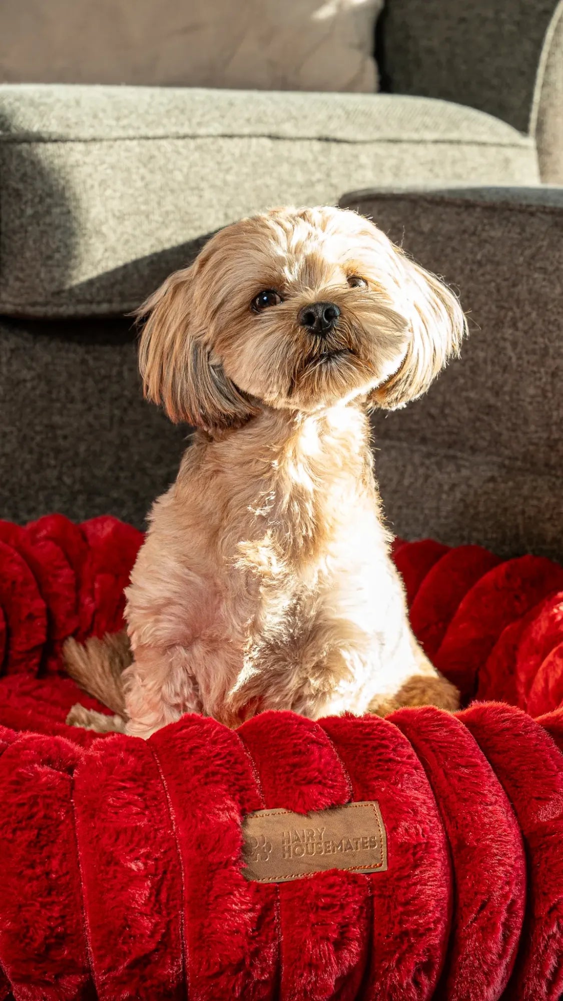 A dog sitting upright in a Crimson corduroy bed in dramatic side light