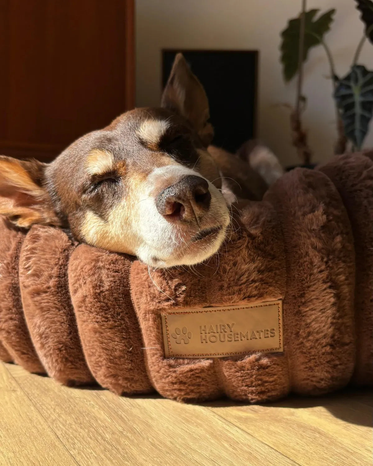 Bunny the dog asleep in a Cocoa corduroy dog bed in a sunny room