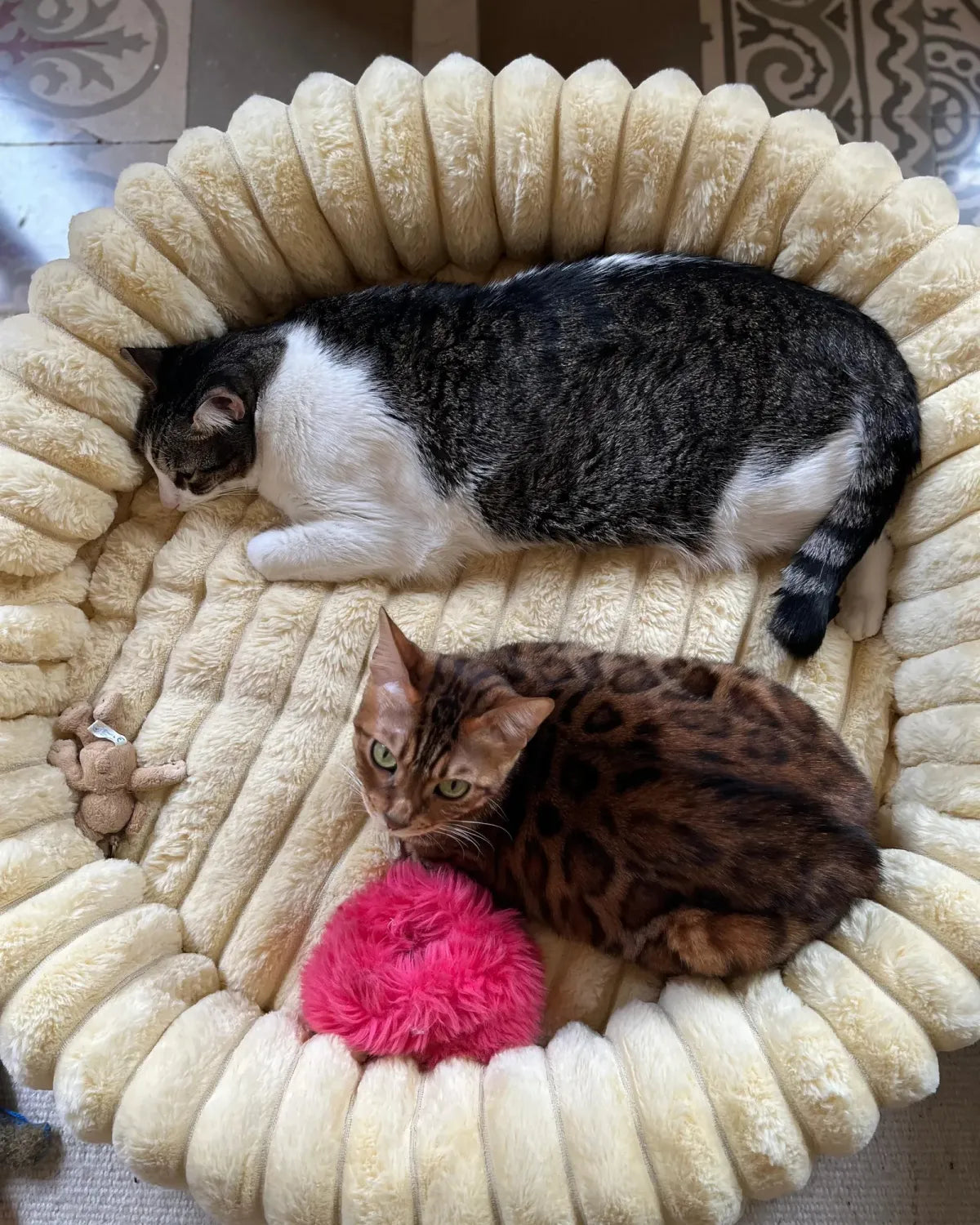 Nayarit and Chisquis the cats sharing a Butter corduroy dog bed, seen from above