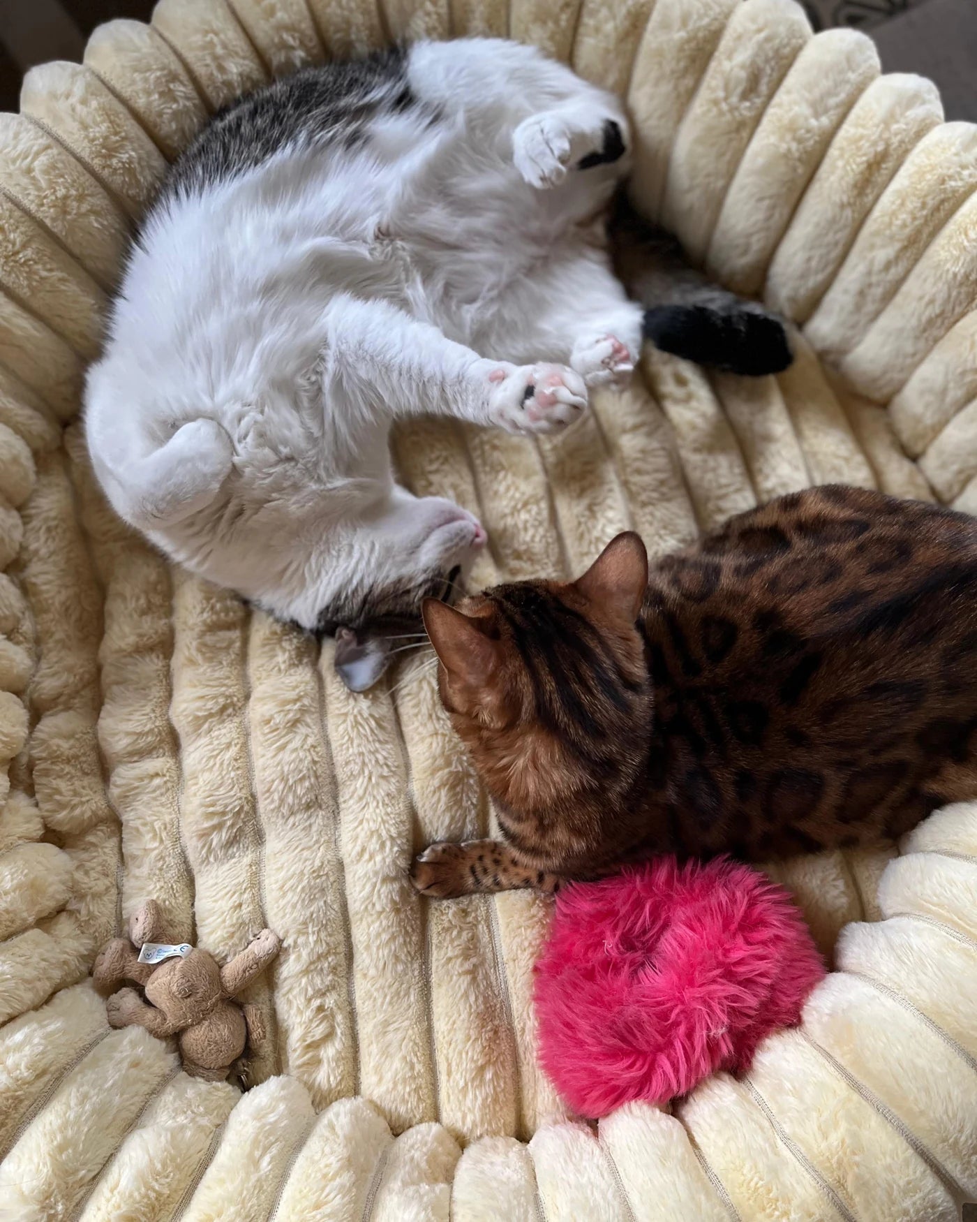 Nayarit & Chisquis, a Honorary housemates, resting in a corduroy bed