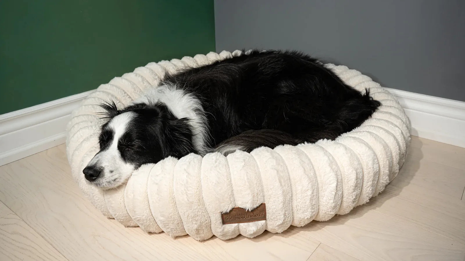 A border collie curled up asleep in an Ivory corduroy bed in a sunlit room