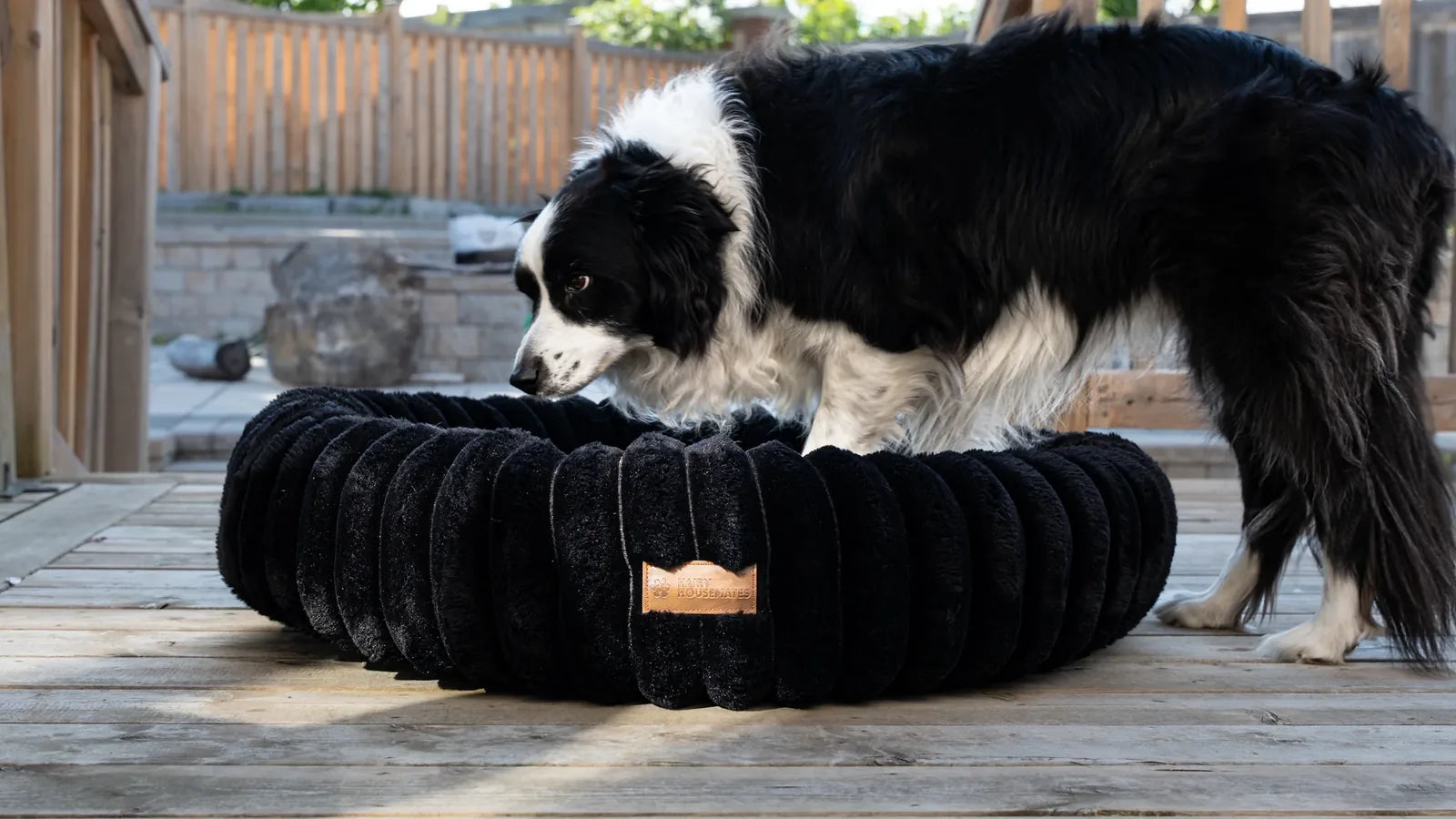 A border collie inspecting an Onyx corduroy dog bed on a sunlit deck